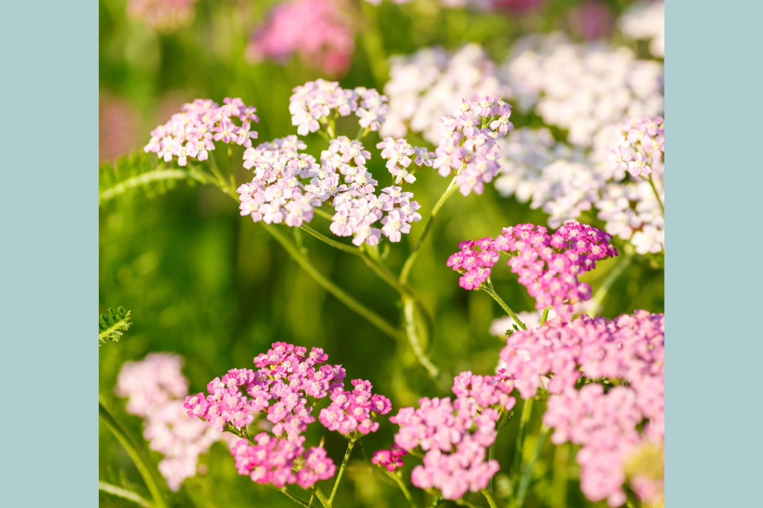 Pink and white flowers in sunlight.