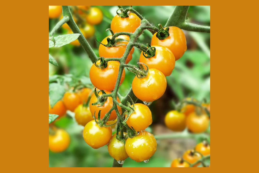 Yellow cherry tomatoes on the vine.