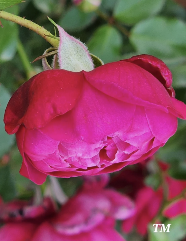 Old Garden or Antique Roses – A List with Dates of Introduction – Jacki ...