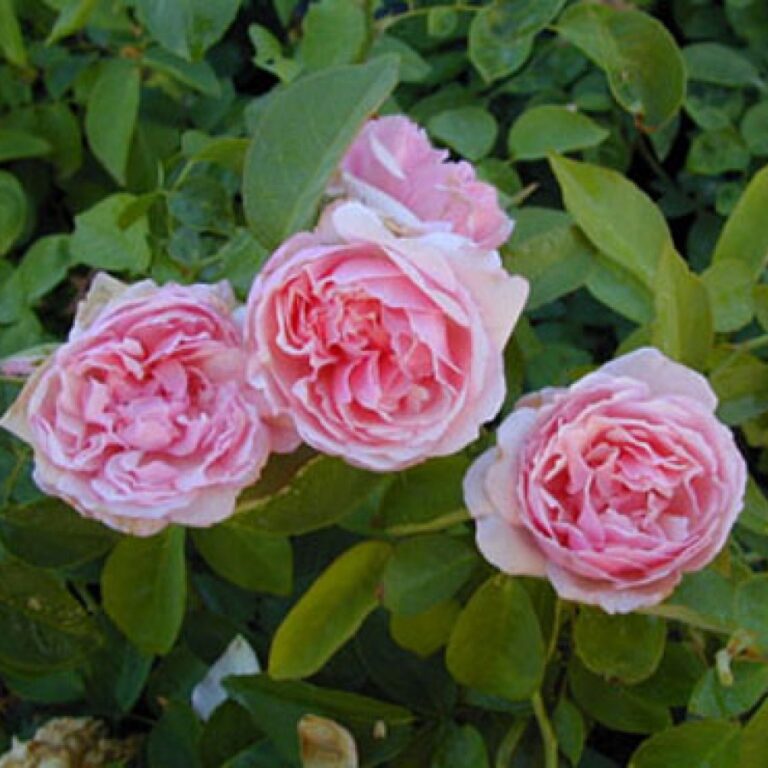 Old Garden or Antique Roses – A List with Dates of Introduction - Jacki ...