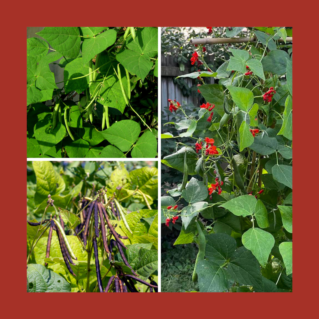 Comparing Types of Green Bean Plants: How Many Days for Each to Mature ...