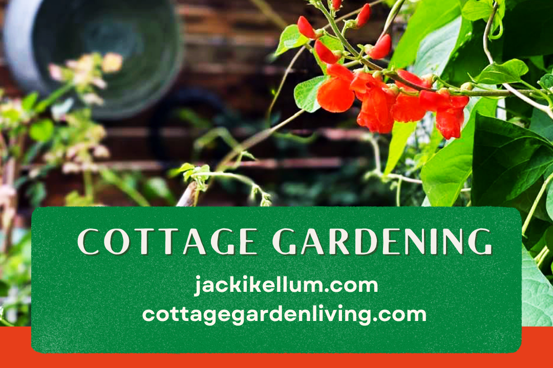 Cottage gardening with orange flowers and greenery.