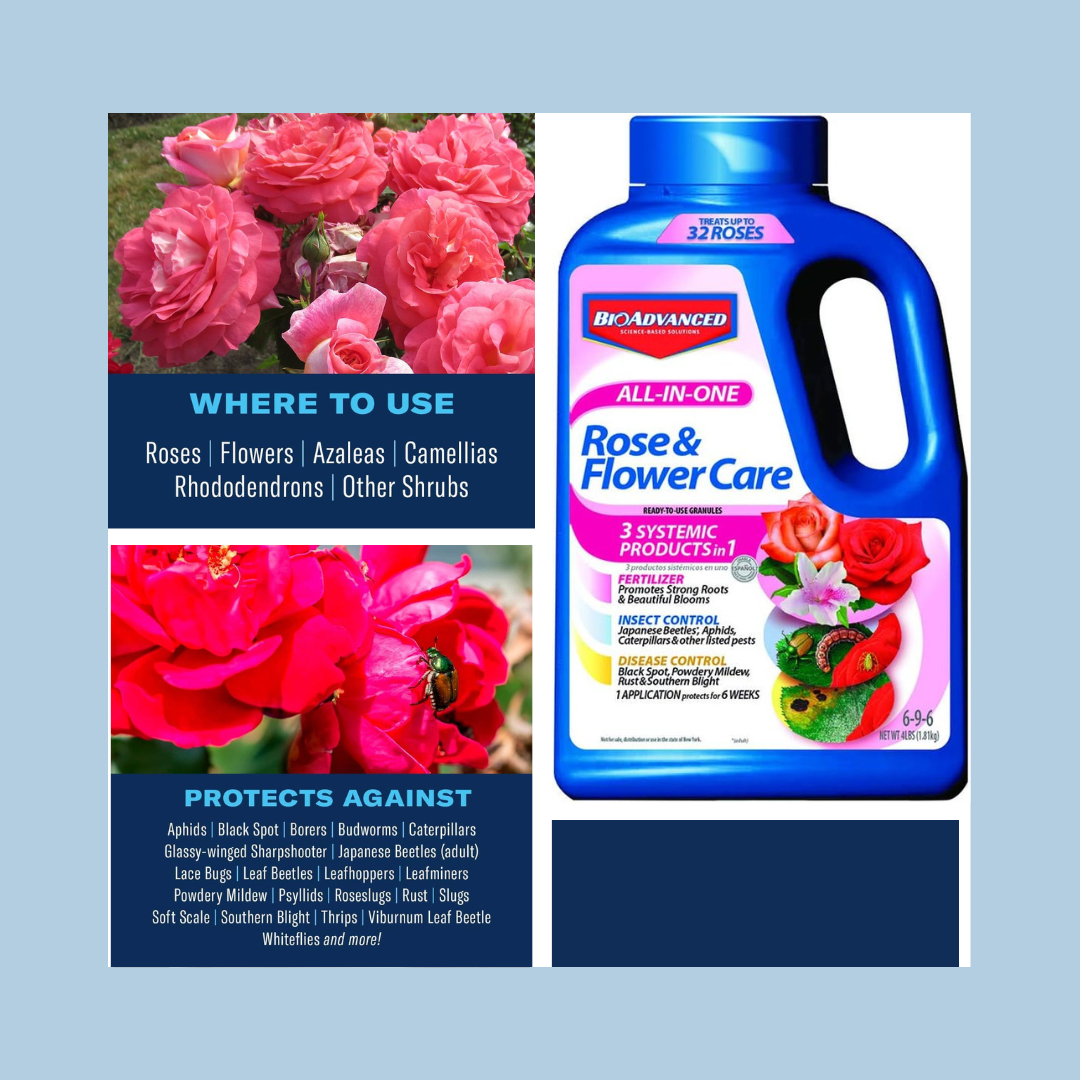 I Keep My Roses Healthy with Bayer Rose and Flower Care: Fertilize and ...