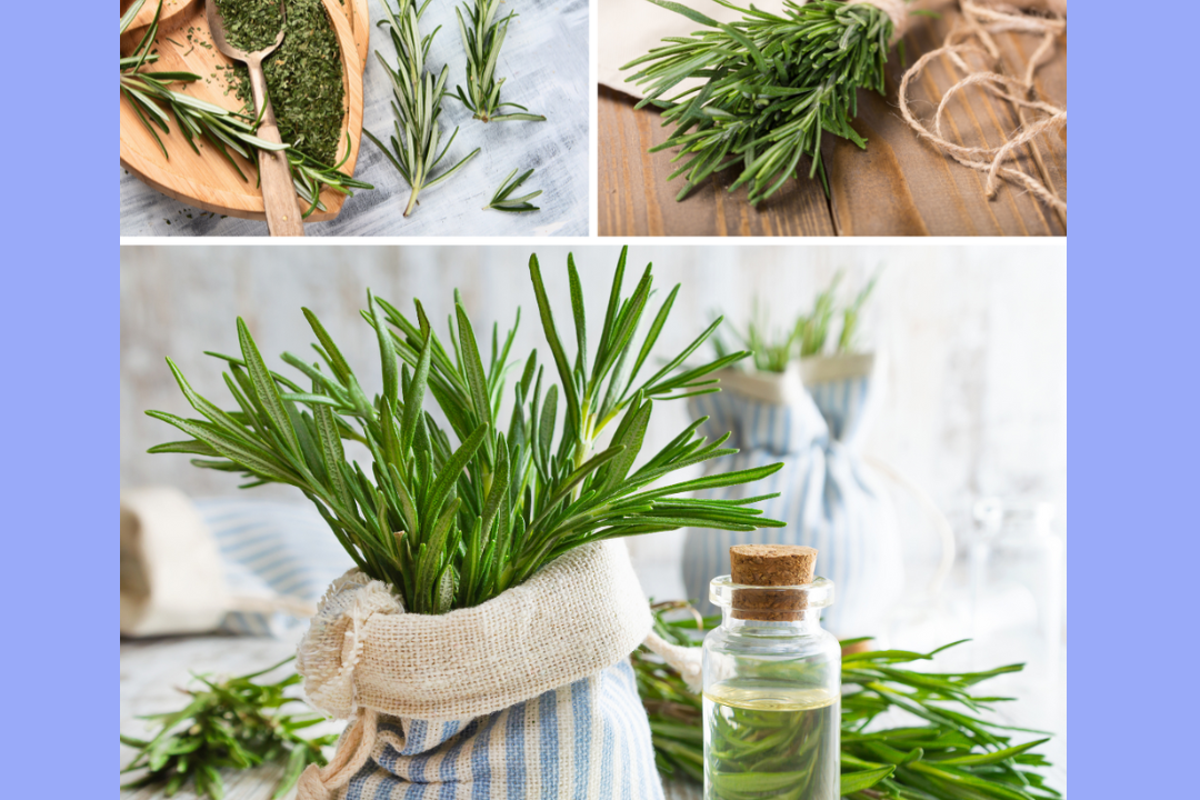 Fresh rosemary sprigs and dried rosemary displayed.