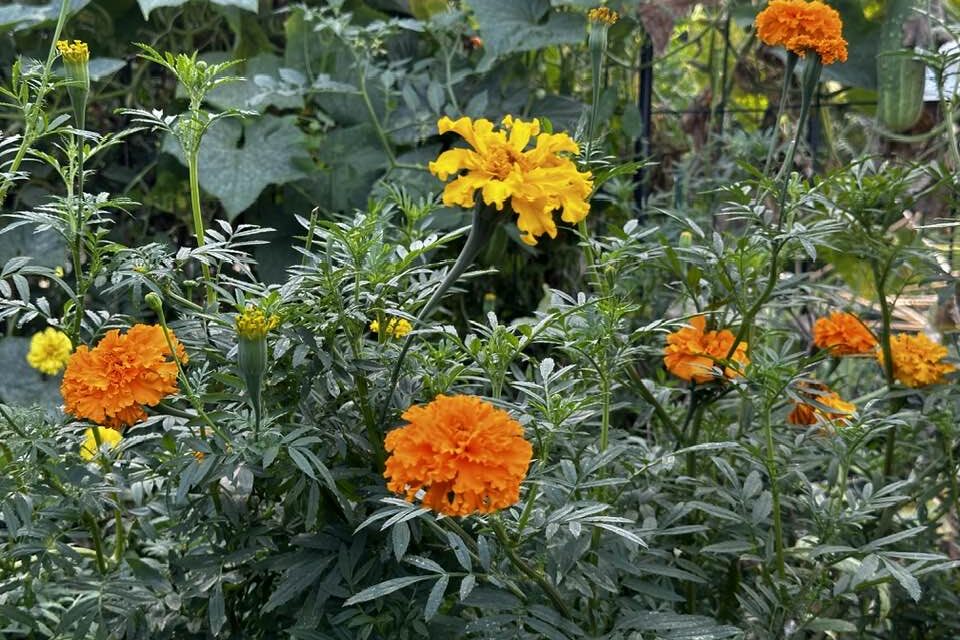 Orange and yellow marigolds in garden setting.