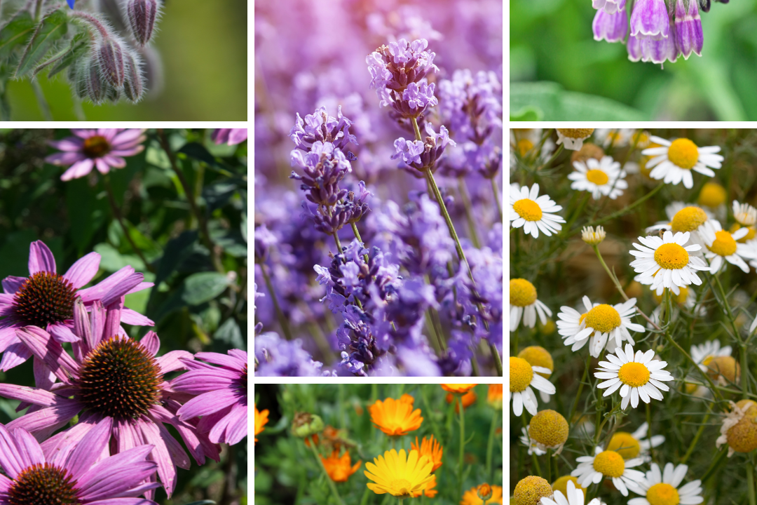 Collage of colorful flowers in various blooms.