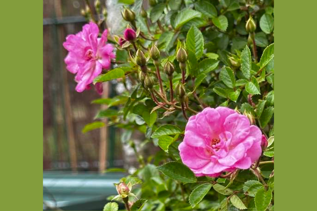 Pink roses with green leaves in bloom.