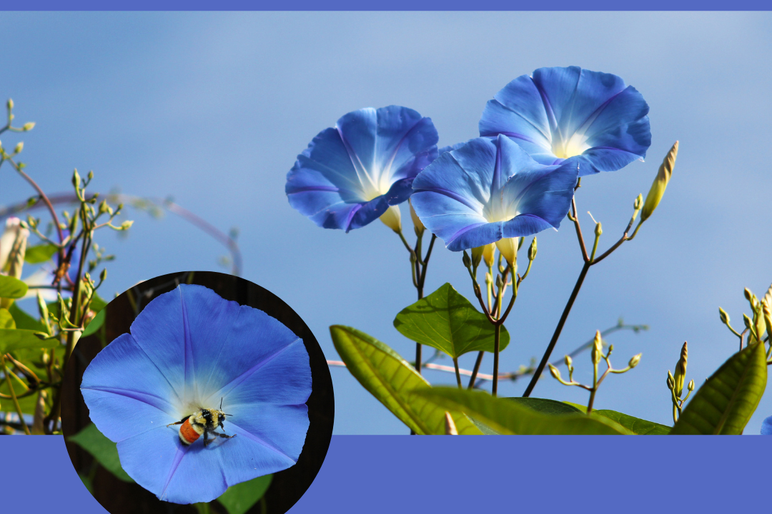 Blue morning glories with sky background.