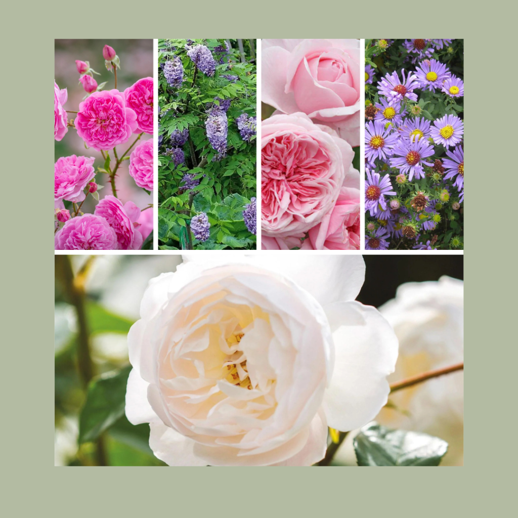 Plans for a Fragrant Repeat-Blooming Rose Garden – Filled with the ...