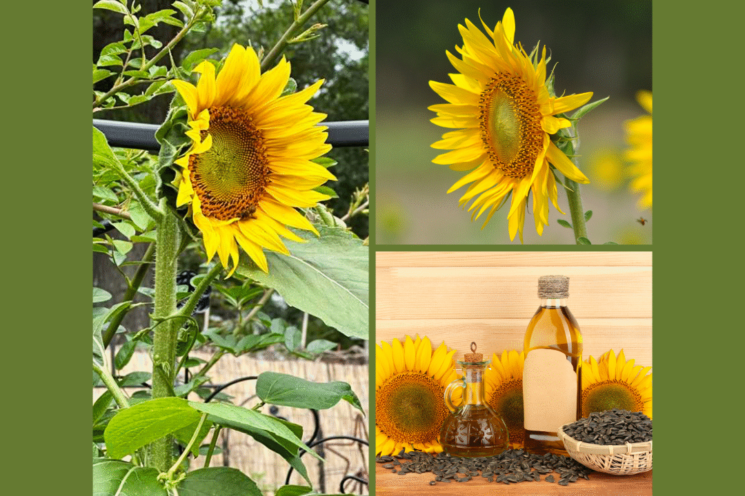 A collage of sunflowers and oil bottles