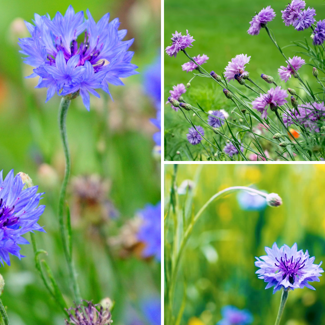 A series of pictures showing different types of flowers.