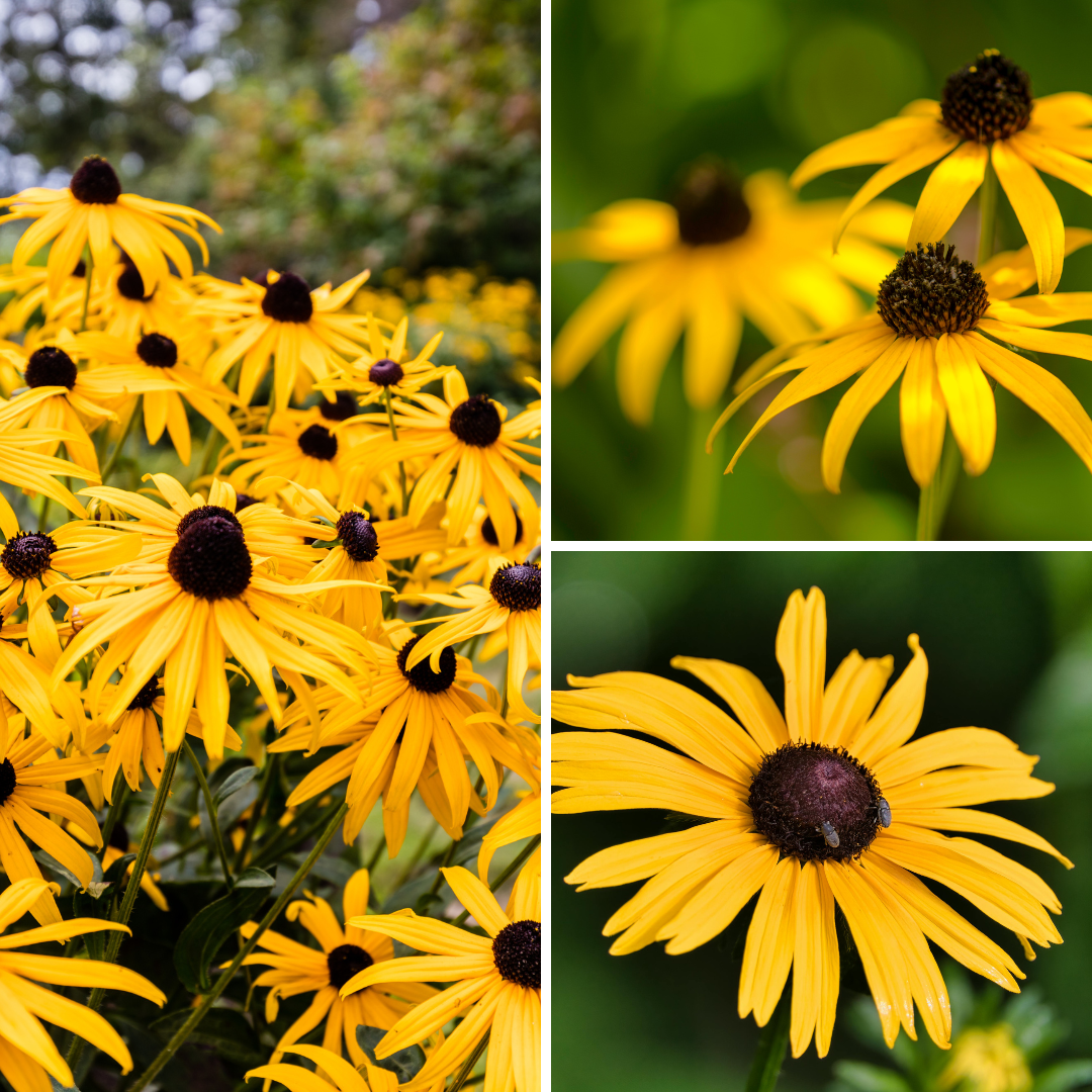 A close up of yellow flowers with black centers.