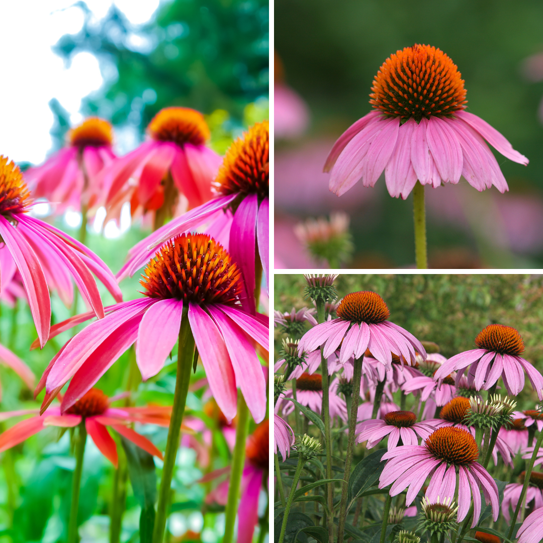A series of photos showing different stages of flowers.