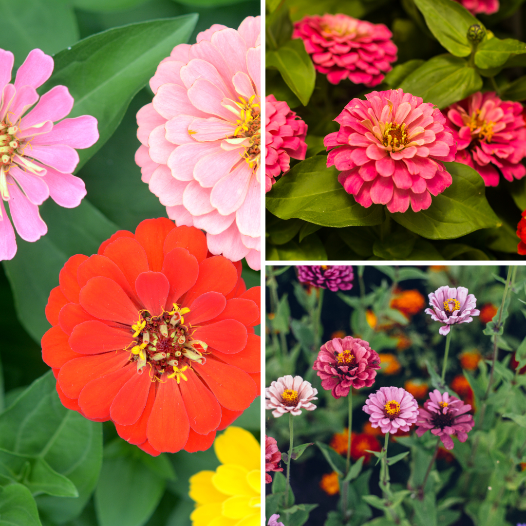A series of four pictures showing different flowers.
